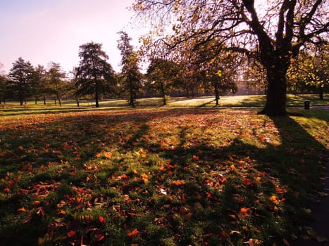 A colorful Autumn landscape.