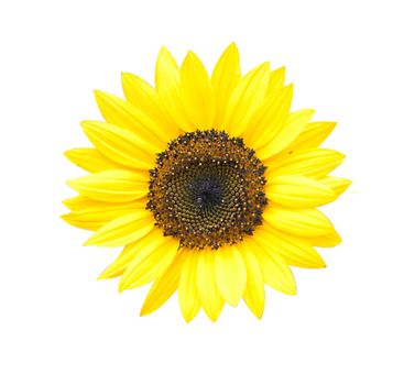 Single flower Sunflower Isolated on White Background.