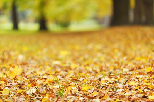 Colorful autumn leaves close-up with forest blurred background