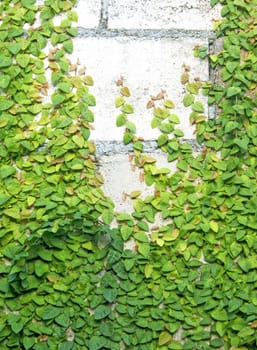 The Green Creeper Plant on the Wall