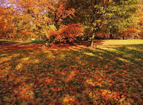 A colorful Autumn landscape.