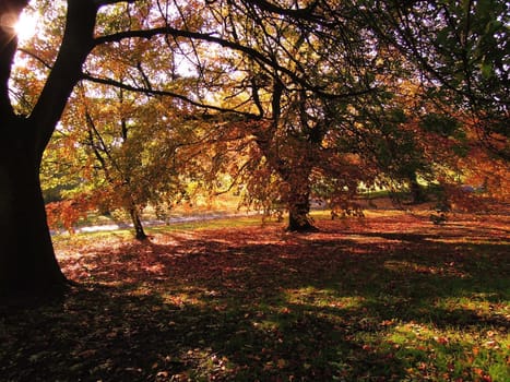 A colorful Autumn landscape.