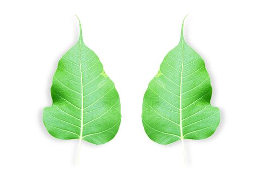 One green leaf isolated on white background.