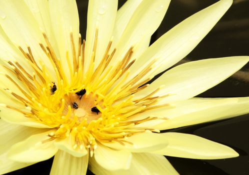 Lotus flowers on a black background in the pond.