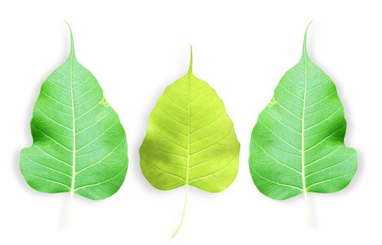 One green leaf isolated on white background.