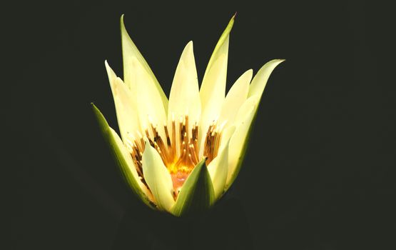 Lotus flowers on a black background in the pond.