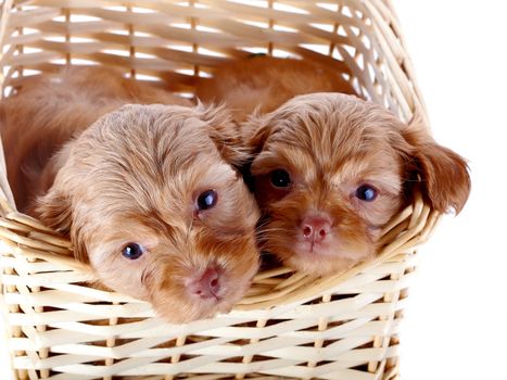 Two small puppies in a wattled basket. Puppies of a decorative doggie. Decorative dog. Puppies of the Petersburg orchid on a white background