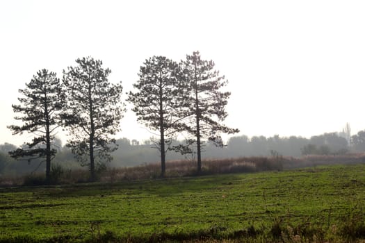 dawn with four pine tree silhouette 