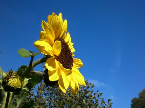 Sun-flower in autumn