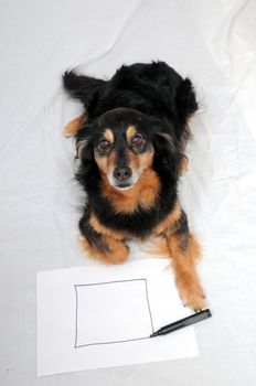 One Female Old Black Dog Drawing on a White Paper