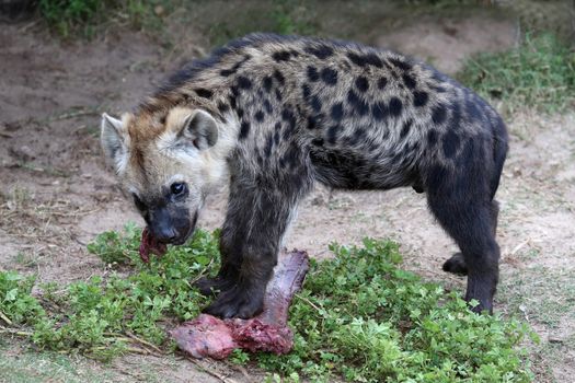 Young hyena cub eating red meat from it's prey
