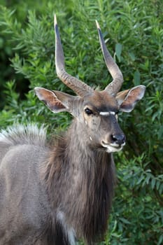 Portrait of a male Nyala antelope in the green trees
