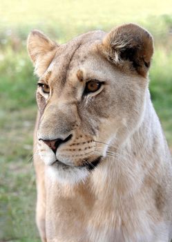 Potrait of a beautiful lioness with bright amber eyes