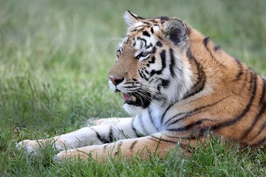 Beautiful striped tiger lying on green grass