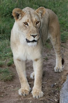 Beautiful lioness with amber eyes looking into the distance