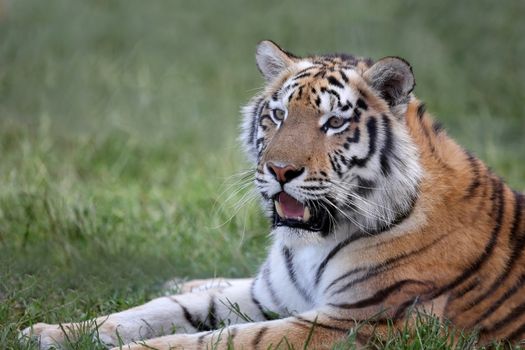 Watchful tiger with beautiful fur and big teeth