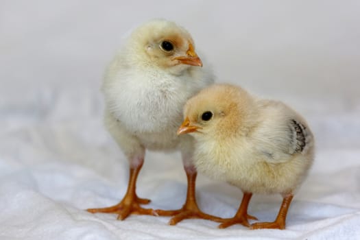 Two small yellow baby chickens with soft feathers