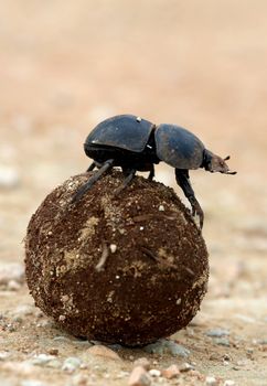 Rare Flighless Dung Beetle Rolling Ball of Dung for Breeding