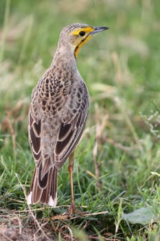 Cape or orange throated Longclaw bird posing on the green grass