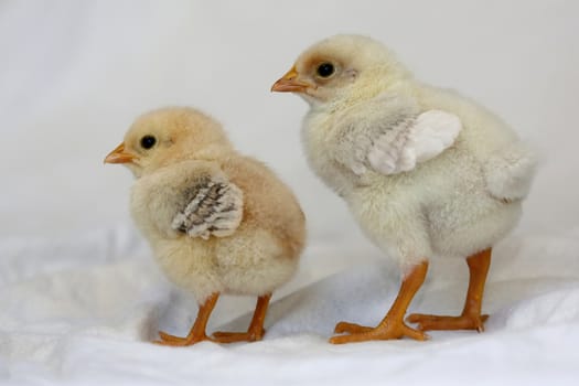 Two small yellow baby chickens with soft feathers