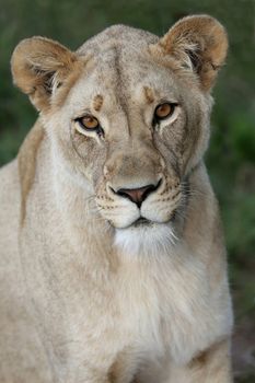 Potrait of a beautiful lioness with bright amber eyes