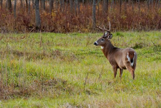 Whitetail Deer Buck standing in a field.