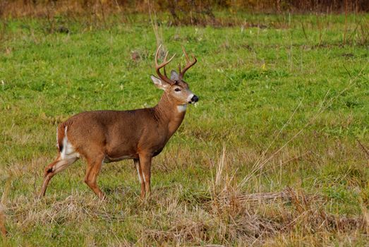 Whitetail Deer Buck standing in a field.