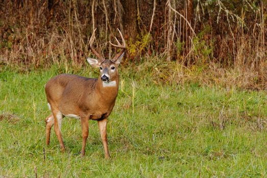 Whitetail Deer Buck standing in a field.