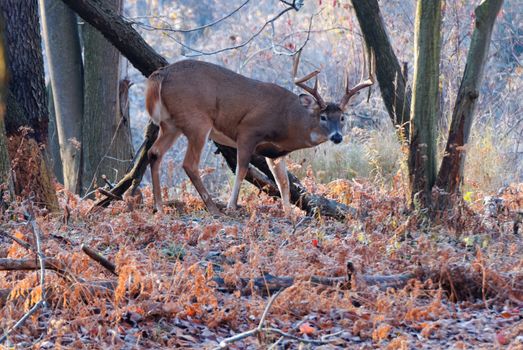 Whitetail Deer Buck standing in a woods.