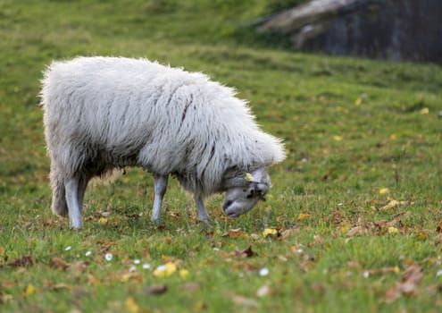 white sheep grazing on green grass