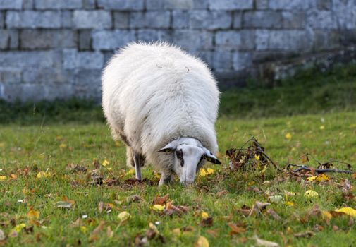 white sheep grazing on green grass