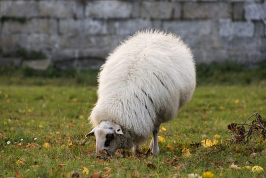 white sheep grazing on green grass