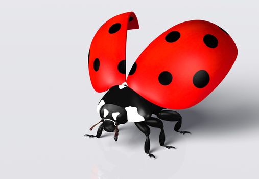 closeup of a ladybug with an open red elytra with black spots, on a white background