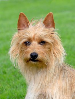 The portrait of Australian Terrier in summer garden