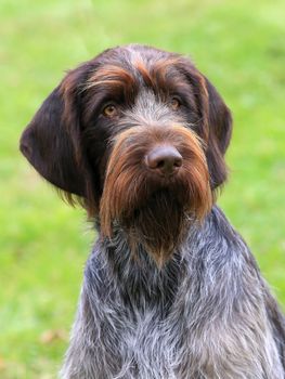 The portrait of Bohemian wire-haired Pointing Griffon