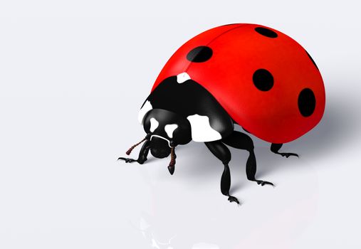 closeup of a ladybug with a red elytra and black spots, on a white background