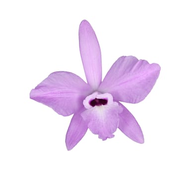Single flower of the species orchid Laelia rubescens isolated against a white background