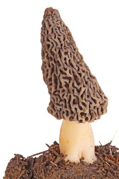 A single gray morel mushroom (Morchella esculenta or esculentoides) and part of its soil substrate isolated against a white background