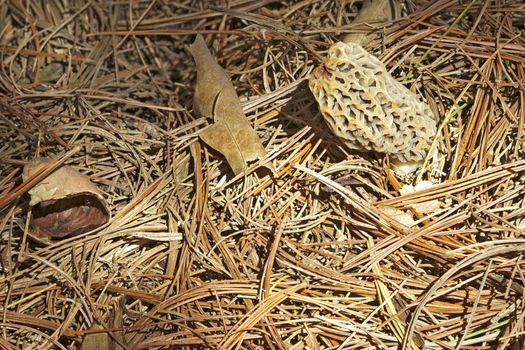 A yellow morel mushroom (Morchella esculenta or esculentoides) growing through pine needles in a back yard in Indiana