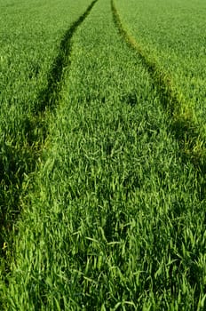 Farming Image Of Vehicle Tracks Into A Field Of Crops