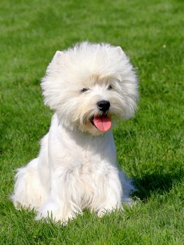 West Highland White Terrier in a garden