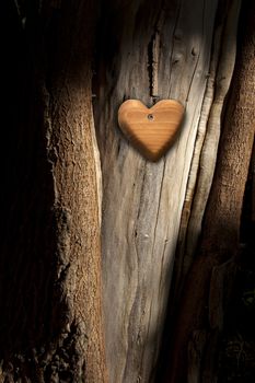 Wooden heart hanging from the tree trunk with bark, concept of love and ecology