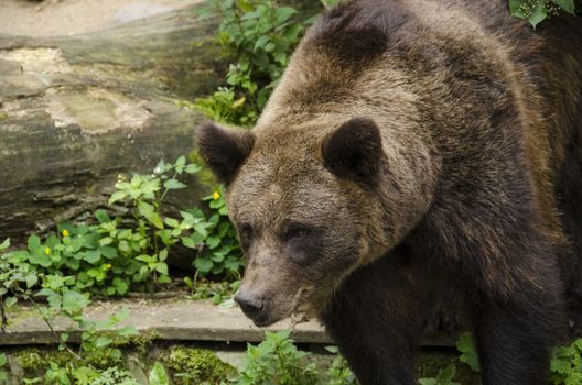 Brown bear, Ursus arctos looking down with tree in background