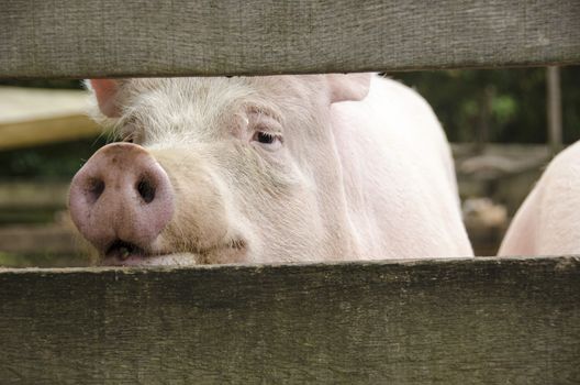 Curious pink pig looking through a wooden fence