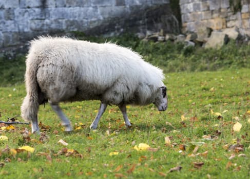 white sheep grazing on green grass