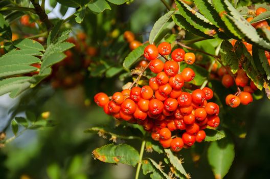 Sorbus aucuparia, rowan or mountain-ash with orange berries in summer