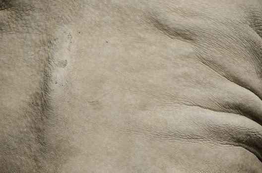 Background of a grey rhino skin animal