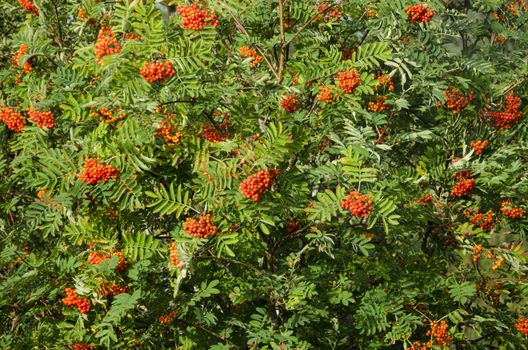 Sorbus aucuparia, rowan or mountain-ash with orange berries in summer