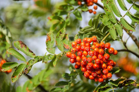 Sorbus aucuparia, rowan or mountain-ash with orange berries in summer