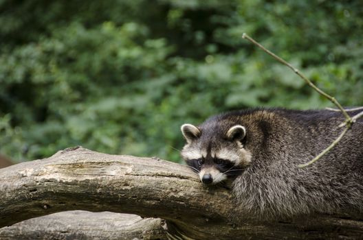 Raccoon, Procyon lotor sitting on a tree branch and looking around